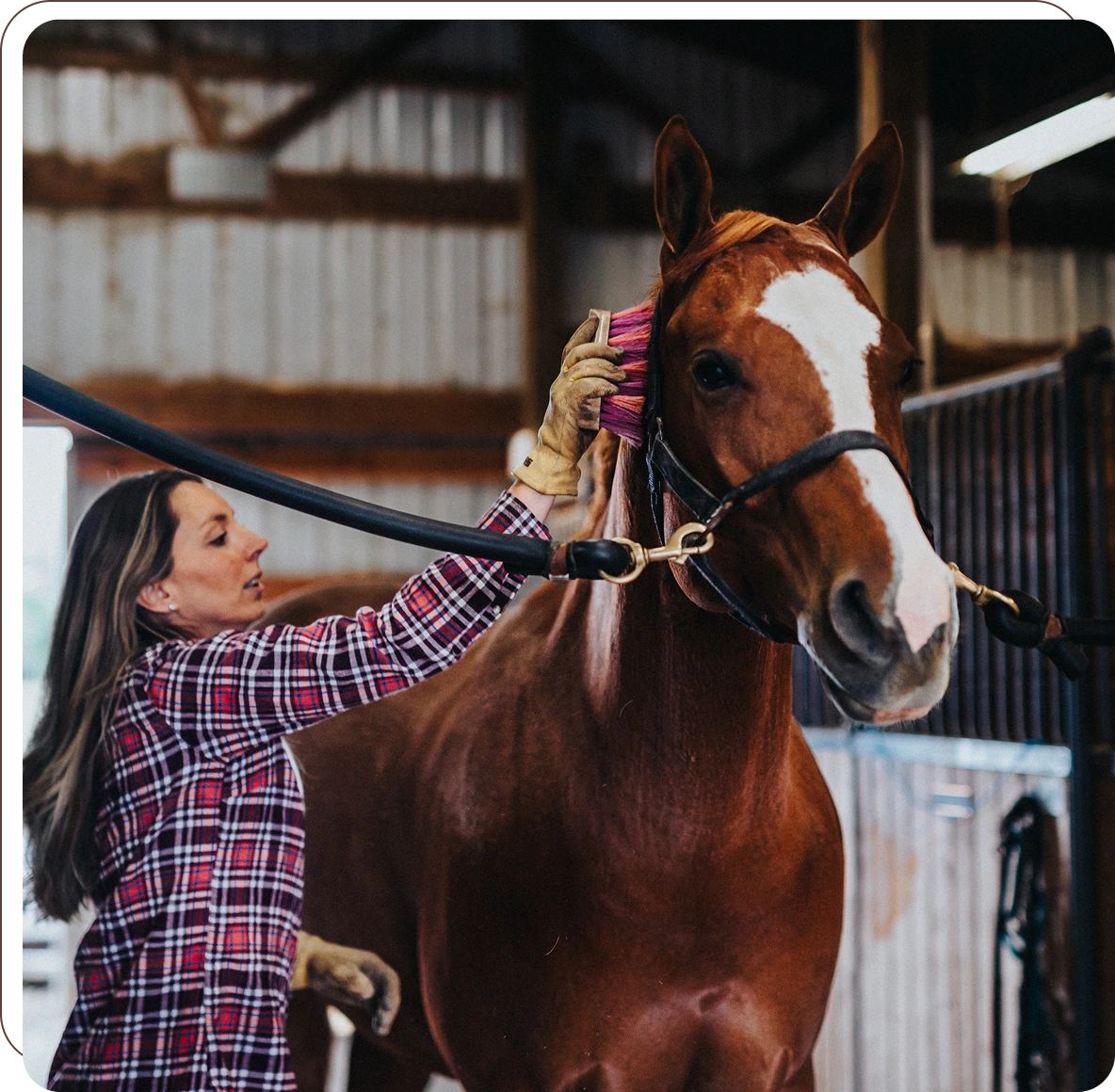 Equestrian caring for brown horse