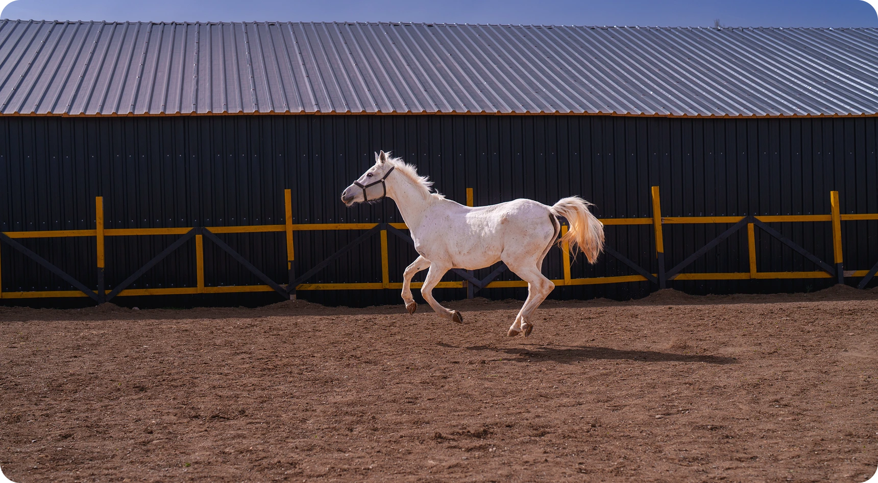 White horse galloping in a paddock